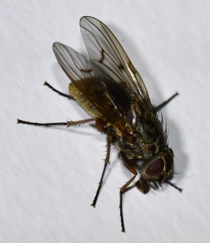 Phaonia tuguriorum
